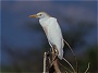 Cattle Egret, Bubulcus ibis