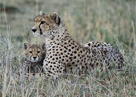 Cheetah, Acinonix jubatus