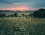 Sunset with lion