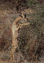 Gerenuk, Litocranius walleri