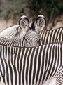 Grevy's Zebra, Equus grevyi