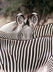 Gravy's Zebra