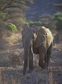 African Elephant , Masai Mara, Kenya