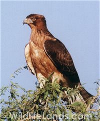 Juvinile African Hawk Eagle, Hieraaetus spilogaster