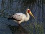 Yellowbilled Stork, Mycteria ibis