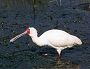 African Spoonbill, Platalea alba