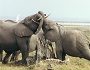 African Elephant , Amboseli, Kenya