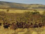 Buffalo herd