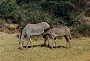 Grevy's Zebra, Equus grevyi