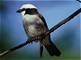 Northern Whitecrowned Shrike, Eurocephalus rueppelli