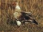 Egyptian Vulture, Neophron percnopterus