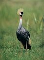 Grey Crowned Crane, Balearica regulorum