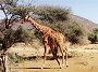 Reticulated Giraffe