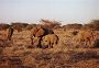 African Elephant family, Loxodonta africana