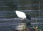 Sacred Ibis, Threskiornis aethiopicus