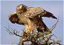 Tawny Eagle, Aquila rapax