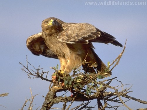 Tawny Eagle, Aquila rapax