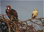 Egyptian and Lapped Faced Vulture