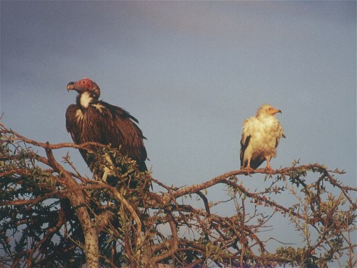 Lappetfaced and Egyptian Vulture