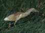 Squacco Heron, Ardeola ralliodes