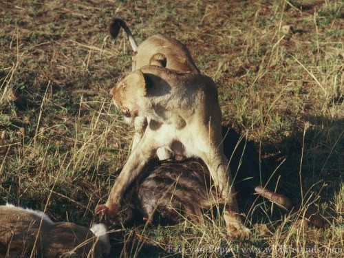 Lioness, Panthera leo