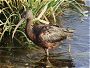 Glossy Ibis, Plegadis falcinellus
