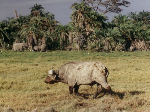 African Buffalo, Syncerus caffer