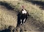 Hooded Vulture, Necrosyrtes monachus