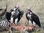 Lapped Faced Vultures,Torgos tracheliotus